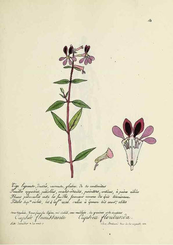 Reproducción/Reproduction 49501347626: Flore universelle. Saint-Denis :Au Bureau et chez Meilhac :[1848]-[1849]. 