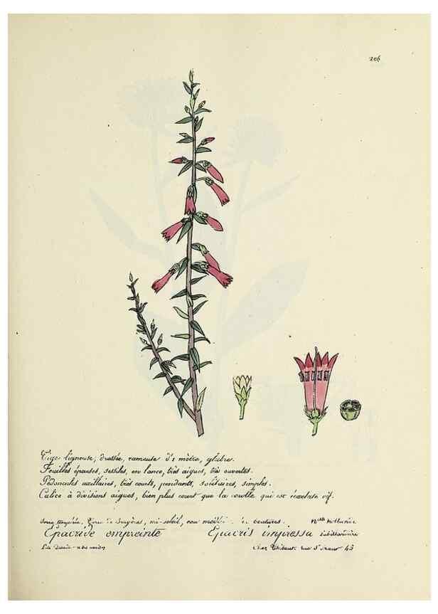 Reproducción/Reproduction 49501578262: Flore universelle. Saint-Denis :Au Bureau et chez Meilhac :[1848]-[1849]. 