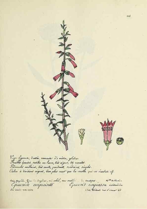 Reproducción/Reproduction 49501578262: Flore universelle. Saint-Denis :Au Bureau et chez Meilhac :[1848]-[1849]. 