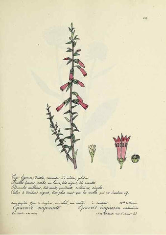 Reproducción/Reproduction 49501578262: Flore universelle. Saint-Denis :Au Bureau et chez Meilhac :[1848]-[1849]. 