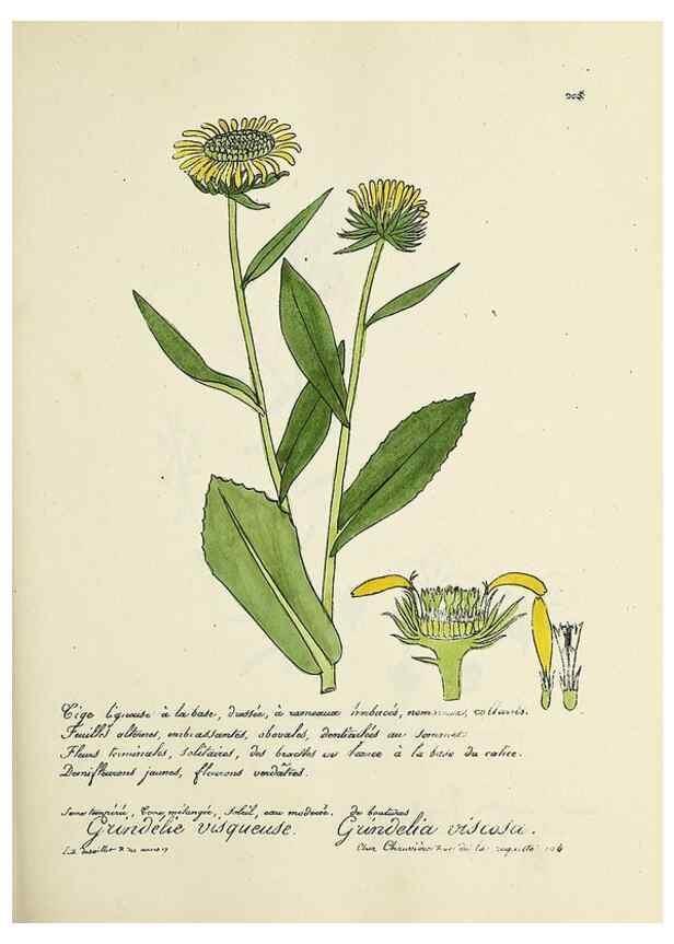 Reproducción/Reproduction 49501578547: Flore universelle. Saint-Denis :Au Bureau et chez Meilhac :[1848]-[1849]. 
