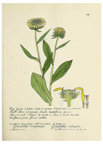 Reproducción/Reproduction 49501578547: Flore universelle. Saint-Denis :Au Bureau et chez Meilhac :[1848]-[1849]. 