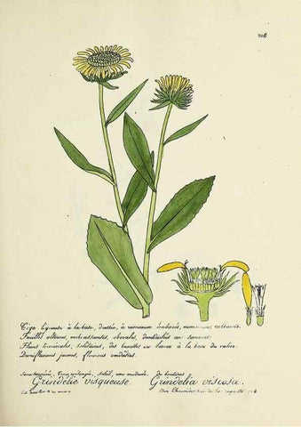 Reproducción/Reproduction 49501578547: Flore universelle. Saint-Denis :Au Bureau et chez Meilhac :[1848]-[1849]. 