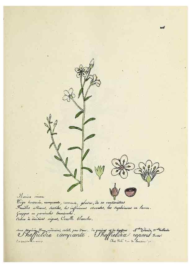 Reproducción/Reproduction 49501578752: Flore universelle. Saint-Denis :Au Bureau et chez Meilhac :[1848]-[1849]. 