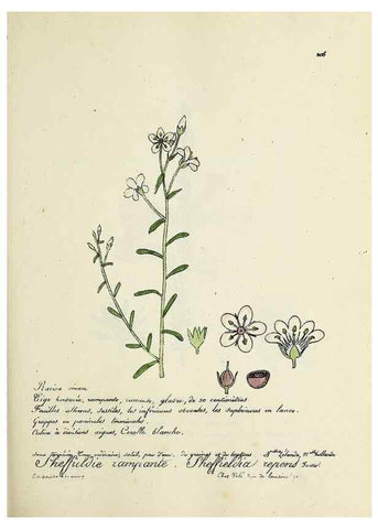 Reproducción/Reproduction 49501578752: Flore universelle. Saint-Denis :Au Bureau et chez Meilhac :[1848]-[1849]. 