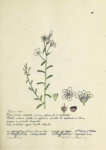 Reproducción/Reproduction 49501578752: Flore universelle. Saint-Denis :Au Bureau et chez Meilhac :[1848]-[1849]. 