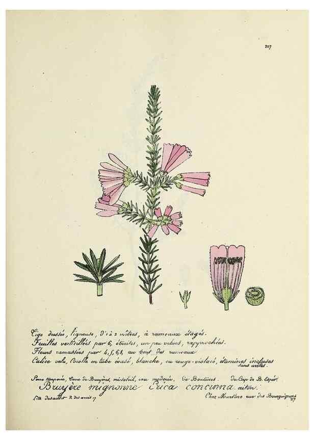 Reproducción/Reproduction 49501355171: Flore universelle. Saint-Denis :Au Bureau et chez Meilhac :[1848]-[1849]. 
