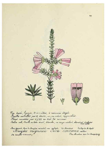Reproducción/Reproduction 49501355171: Flore universelle. Saint-Denis :Au Bureau et chez Meilhac :[1848]-[1849]. 