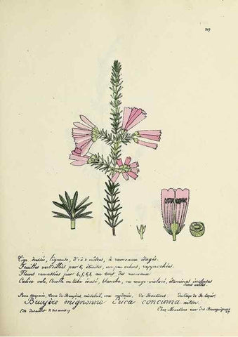 Reproducción/Reproduction 49501355171: Flore universelle. Saint-Denis :Au Bureau et chez Meilhac :[1848]-[1849]. 