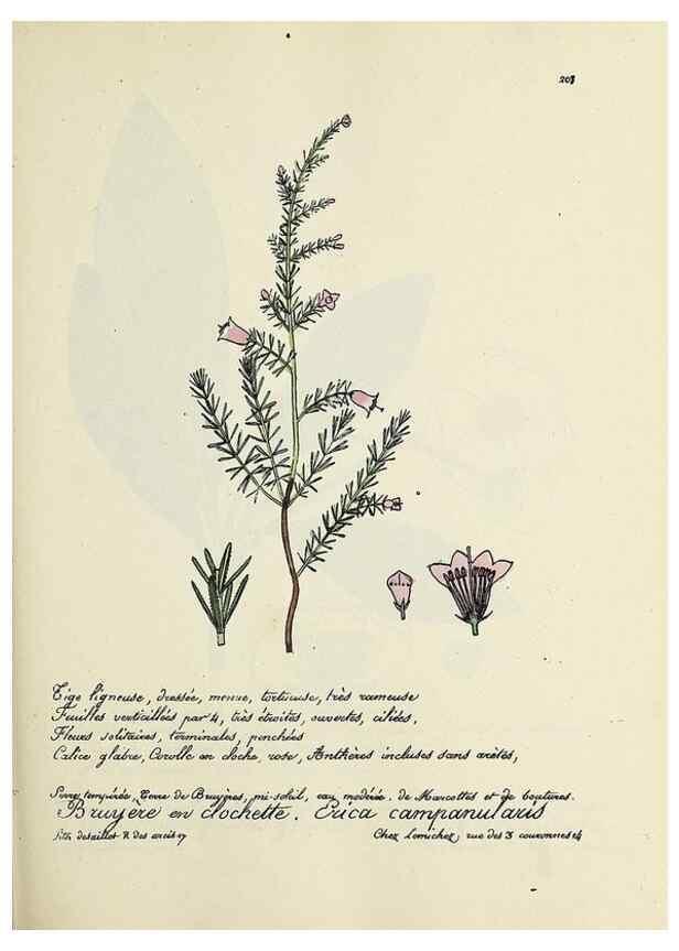 Reproducción/Reproduction 49501579207: Flore universelle. Saint-Denis :Au Bureau et chez Meilhac :[1848]-[1849]. 