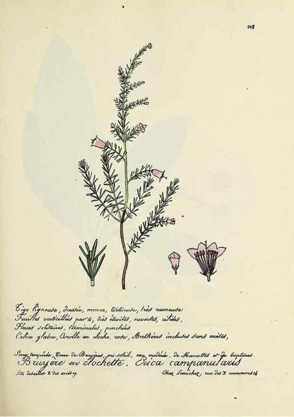 Reproducción/Reproduction 49501579207: Flore universelle. Saint-Denis :Au Bureau et chez Meilhac :[1848]-[1849]. 