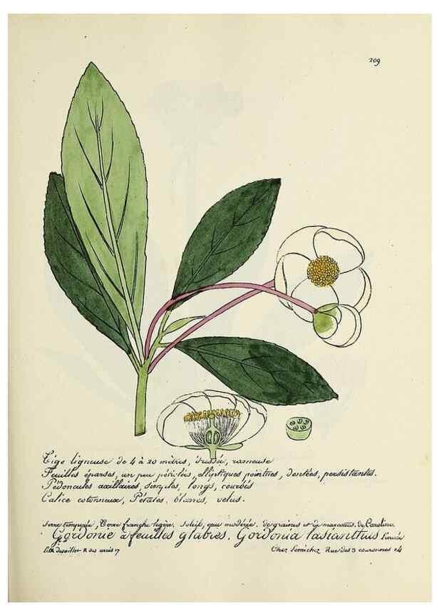 Reproducción/Reproduction 49501355741: Flore universelle. Saint-Denis :Au Bureau et chez Meilhac :[1848]-[1849]. 