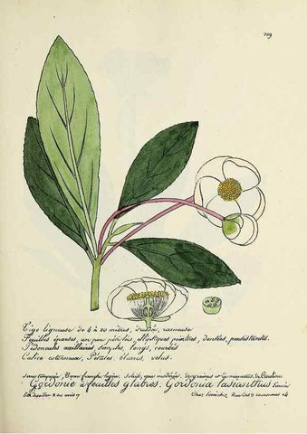 Reproducción/Reproduction 49501355741: Flore universelle. Saint-Denis :Au Bureau et chez Meilhac :[1848]-[1849]. 
