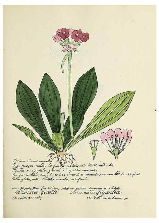 Reproducción/Reproduction 49501356021: Flore universelle. Saint-Denis :Au Bureau et chez Meilhac :[1848]-[1849]. 