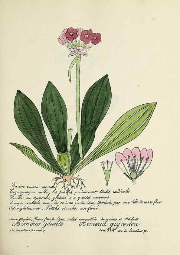 Reproducción/Reproduction 49501356021: Flore universelle. Saint-Denis :Au Bureau et chez Meilhac :[1848]-[1849]. 