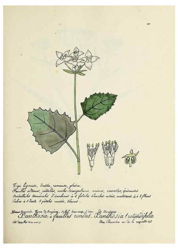 Reproducción/Reproduction 49500852088: Flore universelle. Saint-Denis :Au Bureau et chez Meilhac :[1848]-[1849]. 