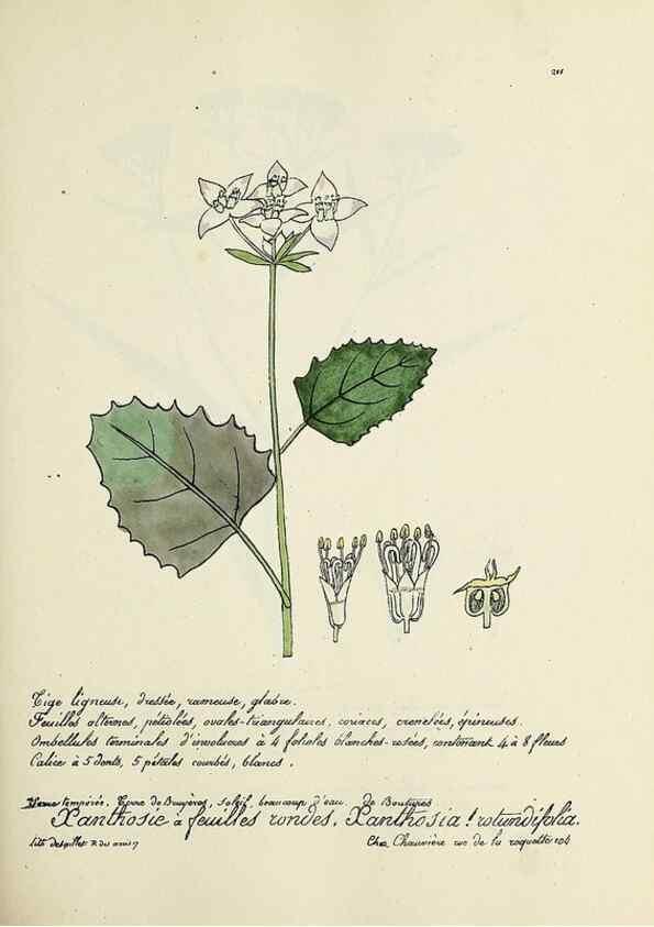 Reproducción/Reproduction 49500852088: Flore universelle. Saint-Denis :Au Bureau et chez Meilhac :[1848]-[1849]. 