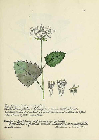 Reproducción/Reproduction 49500852088: Flore universelle. Saint-Denis :Au Bureau et chez Meilhac :[1848]-[1849]. 