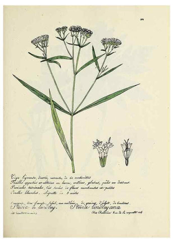 Reproducción/Reproduction 49500852388: Flore universelle. Saint-Denis :Au Bureau et chez Meilhac :[1848]-[1849]. 