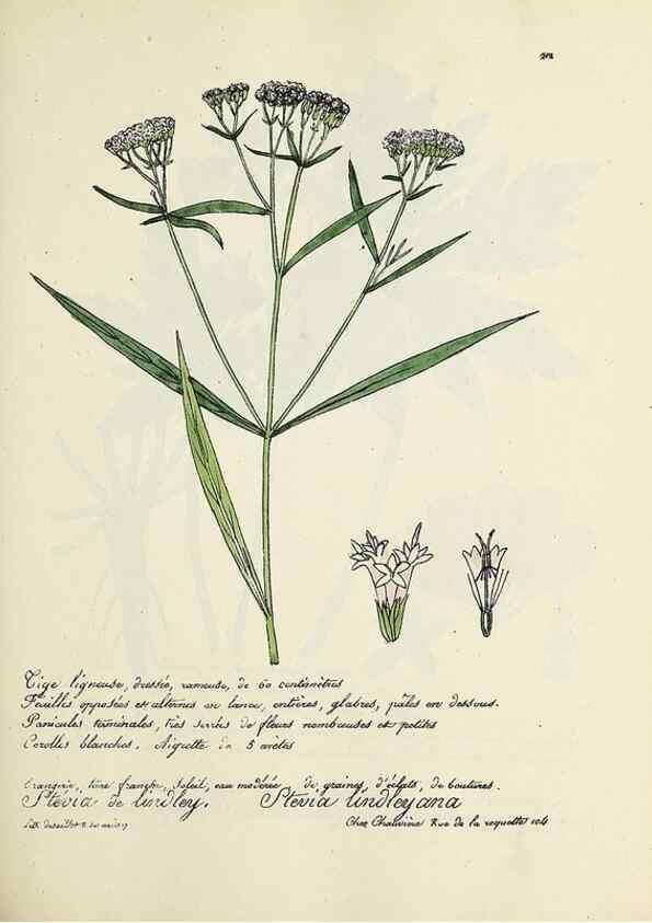 Reproducción/Reproduction 49500852388: Flore universelle. Saint-Denis :Au Bureau et chez Meilhac :[1848]-[1849]. 