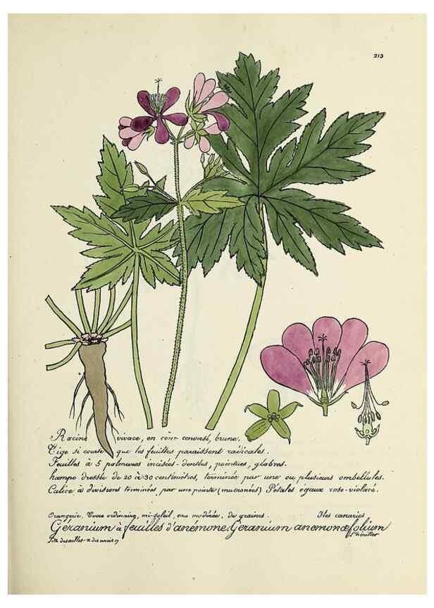 Reproducción/Reproduction 49500852648: Flore universelle. Saint-Denis :Au Bureau et chez Meilhac :[1848]-[1849]. 