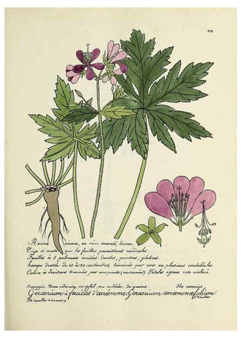 Reproducción/Reproduction 49500852648: Flore universelle. Saint-Denis :Au Bureau et chez Meilhac :[1848]-[1849]. 