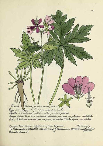 Reproducción/Reproduction 49500852648: Flore universelle. Saint-Denis :Au Bureau et chez Meilhac :[1848]-[1849]. 