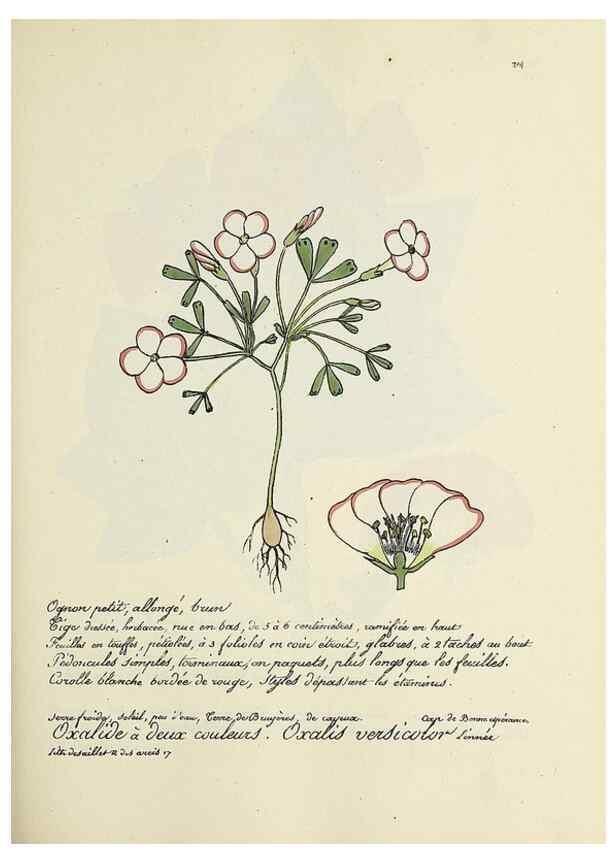 Reproducción/Reproduction 49501357086: Flore universelle. Saint-Denis :Au Bureau et chez Meilhac :[1848]-[1849]. 