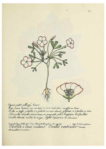 Reproducción/Reproduction 49501357086: Flore universelle. Saint-Denis :Au Bureau et chez Meilhac :[1848]-[1849]. 