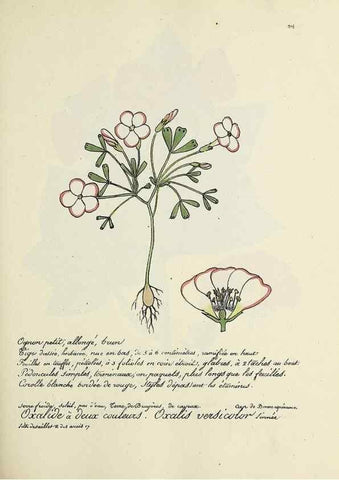 Reproducción/Reproduction 49501357086: Flore universelle. Saint-Denis :Au Bureau et chez Meilhac :[1848]-[1849]. 