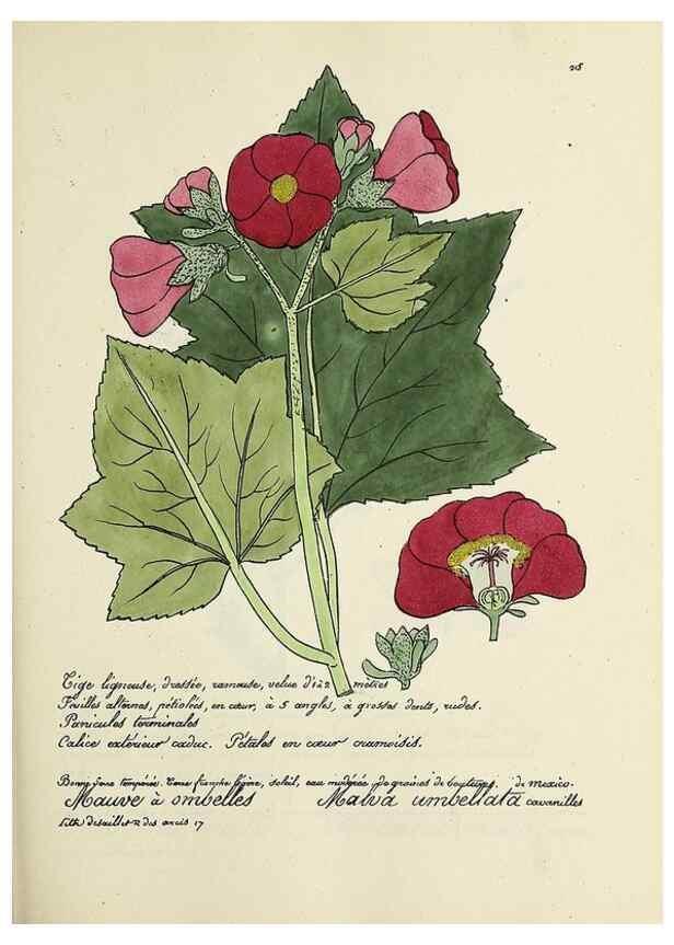 Reproducción/Reproduction 49501581307: Flore universelle. Saint-Denis :Au Bureau et chez Meilhac :[1848]-[1849]. 