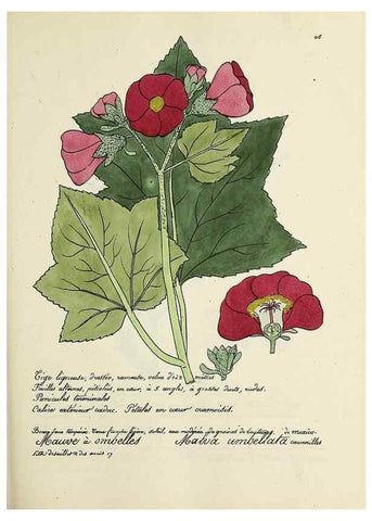 Reproducción/Reproduction 49501581307: Flore universelle. Saint-Denis :Au Bureau et chez Meilhac :[1848]-[1849]. 