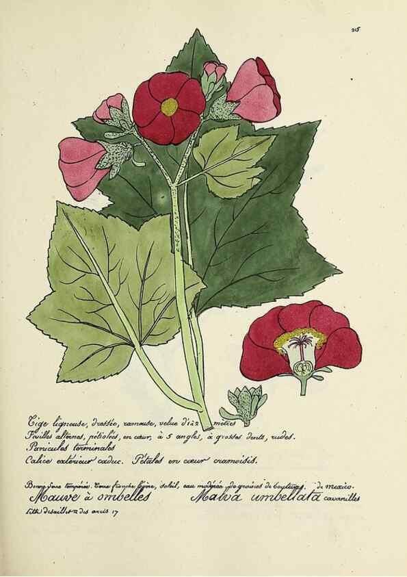 Reproducción/Reproduction 49501581307: Flore universelle. Saint-Denis :Au Bureau et chez Meilhac :[1848]-[1849]. 