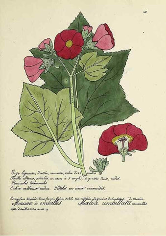 Reproducción/Reproduction 49501581307: Flore universelle. Saint-Denis :Au Bureau et chez Meilhac :[1848]-[1849]. 