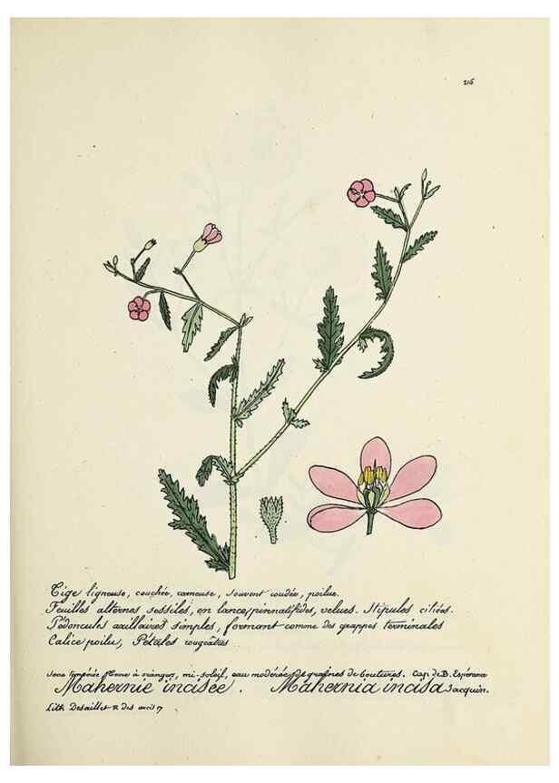 Reproducción/Reproduction 49501581547: Flore universelle. Saint-Denis :Au Bureau et chez Meilhac :[1848]-[1849]. 