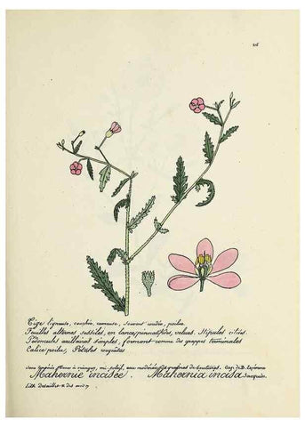 Reproducción/Reproduction 49501581547: Flore universelle. Saint-Denis :Au Bureau et chez Meilhac :[1848]-[1849]. 