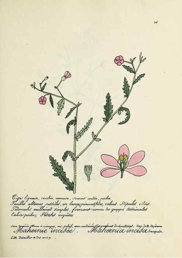 Reproducción/Reproduction 49501581547: Flore universelle. Saint-Denis :Au Bureau et chez Meilhac :[1848]-[1849]. 