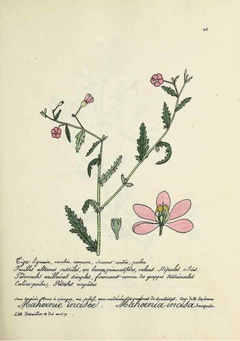 Reproducción/Reproduction 49501581547: Flore universelle. Saint-Denis :Au Bureau et chez Meilhac :[1848]-[1849]. 