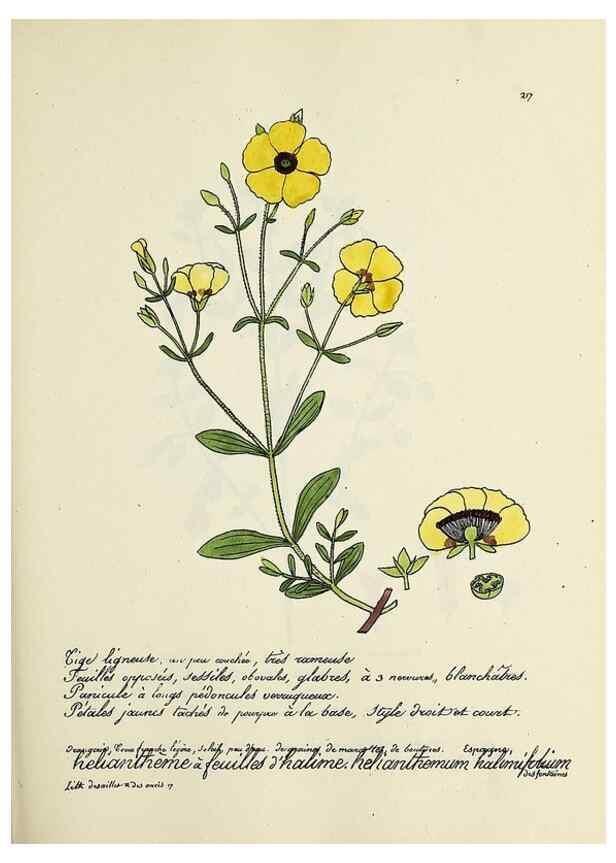 Reproducción/Reproduction 49501581777: Flore universelle. Saint-Denis :Au Bureau et chez Meilhac :[1848]-[1849]. 