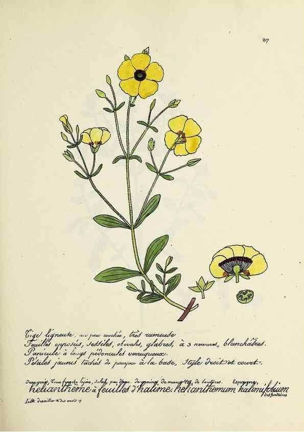 Reproducción/Reproduction 49501581777: Flore universelle. Saint-Denis :Au Bureau et chez Meilhac :[1848]-[1849]. 