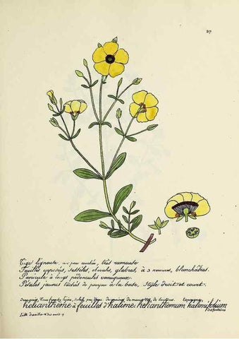 Reproducción/Reproduction 49501581777: Flore universelle. Saint-Denis :Au Bureau et chez Meilhac :[1848]-[1849]. 