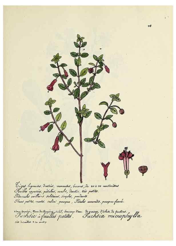 Reproducción/Reproduction 49501582027: Flore universelle. Saint-Denis :Au Bureau et chez Meilhac :[1848]-[1849]. 