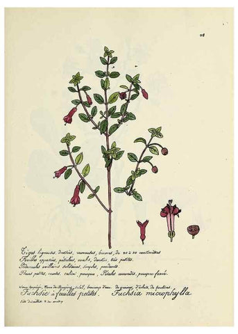 Reproducción/Reproduction 49501582027: Flore universelle. Saint-Denis :Au Bureau et chez Meilhac :[1848]-[1849]. 