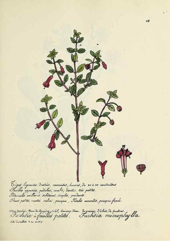 Reproducción/Reproduction 49501582027: Flore universelle. Saint-Denis :Au Bureau et chez Meilhac :[1848]-[1849]. 