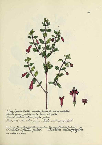 Reproducción/Reproduction 49501582027: Flore universelle. Saint-Denis :Au Bureau et chez Meilhac :[1848]-[1849]. 
