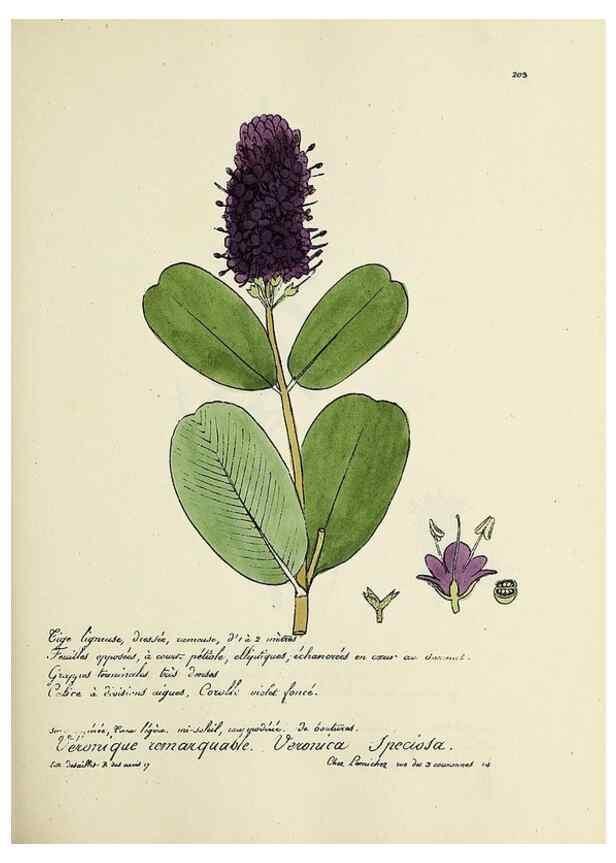Reproducción/Reproduction 49501354256: Flore universelle. Saint-Denis :Au Bureau et chez Meilhac :[1848]-[1849]. 