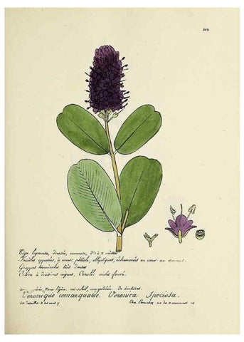Reproducción/Reproduction 49501354256: Flore universelle. Saint-Denis :Au Bureau et chez Meilhac :[1848]-[1849]. 