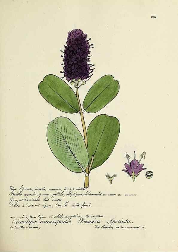 Reproducción/Reproduction 49501354256: Flore universelle. Saint-Denis :Au Bureau et chez Meilhac :[1848]-[1849]. 