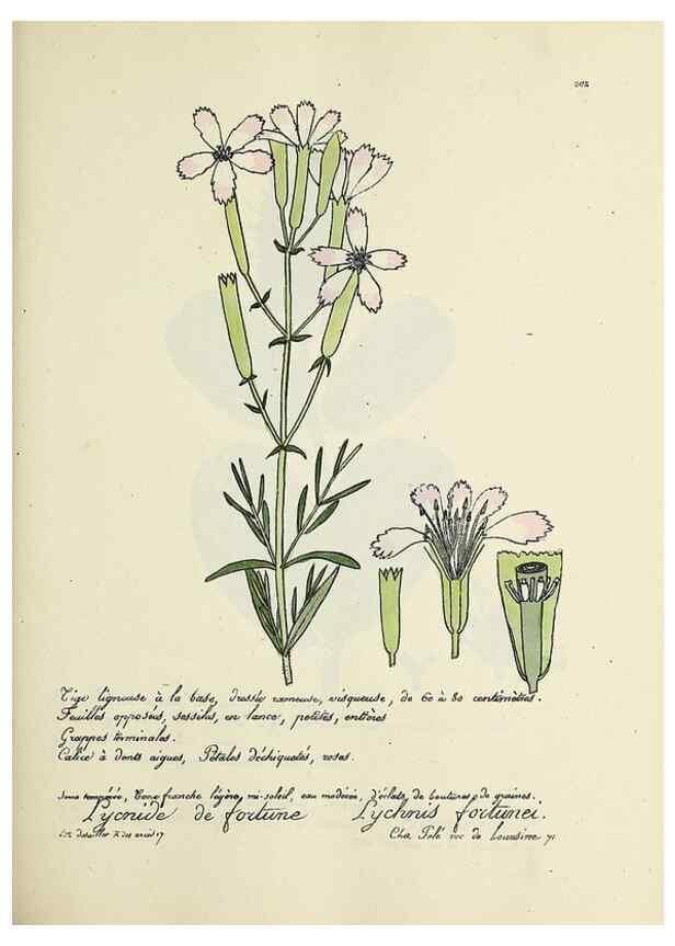 Reproducción/Reproduction 49500849688: Flore universelle. Saint-Denis :Au Bureau et chez Meilhac :[1848]-[1849]. 