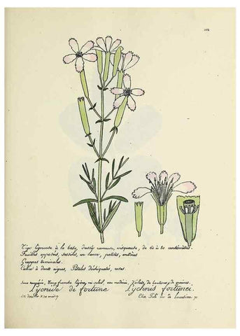 Reproducción/Reproduction 49500849688: Flore universelle. Saint-Denis :Au Bureau et chez Meilhac :[1848]-[1849]. 